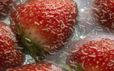 The Strawberry Surprise: What Tiny White Creatures in Your Berries May Really Mean