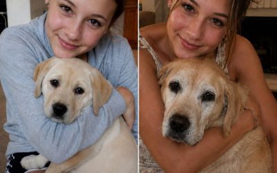 My MIL Let My Childhood Dog Out the Gate While I Was Gone – When My Husband Saw That, He Had One Surprise That Made Her Turn Pale
