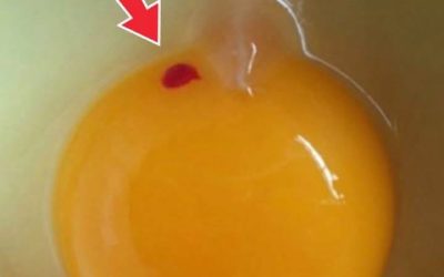 Red spots floating in eggs bought at the market – is this normal, or is it a warning sign?