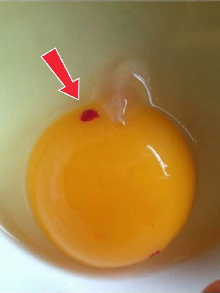 Red spots floating in eggs bought at the market – is this normal, or is it a warning sign?