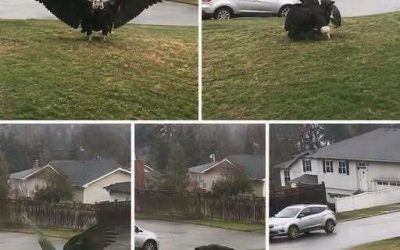 A Bald Eagle Landed in This Backyard—What Happened Next Amazed the Neighborhood