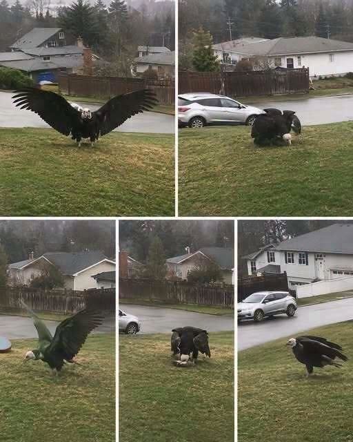 A Bald Eagle Landed in This Backyard—What Happened Next Amazed the Neighborhood