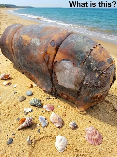 I was walking on the beach when I suddenly came across this. I’ve been looking at it from different angles for about an hour now, but I still can’t figure out what it is. Does anyone know what it is? Check the first comment for the answer 👇