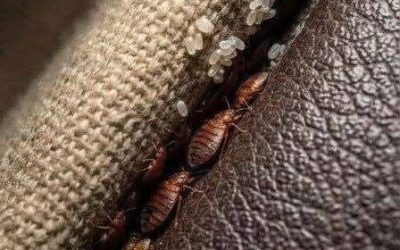 A Small Discovery Between the Sofa Cushions Left Me Completely Stunned