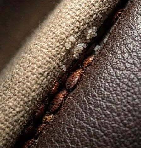 A Small Discovery Between the Sofa Cushions Left Me Completely Stunned