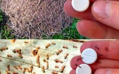 Natural Methods to Combat Ants: How to Keep Your Home Ant-Free Without Harsh Chemicals