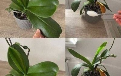 Orchids: Why a Small Amount of Fertilizer Can Make a Big Difference