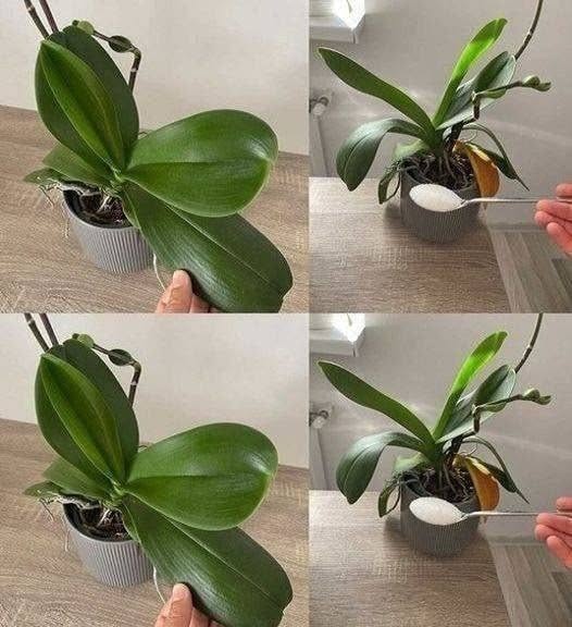 Orchids: Why a Small Amount of Fertilizer Can Make a Big Difference