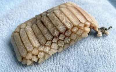 Found in the water on the beach… it looks like pαrt of a creature. Does anyone know what it is? Check the first comment for the answer