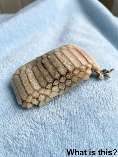 Found in the water on the beach… it looks like pαrt of a creature. Does anyone know what it is? Check the first comment for the answer