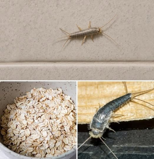 Warning! If you have found this insect (silverfish) in your home, it’s a sign that you need to…see more…