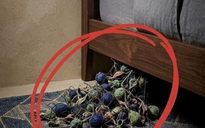 Strange Webbed Cluster Under the Bed