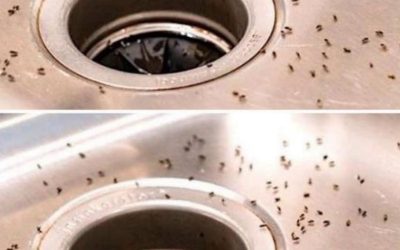How to Get Rid of Gnats Naturally and Help Keep Them From Coming Back