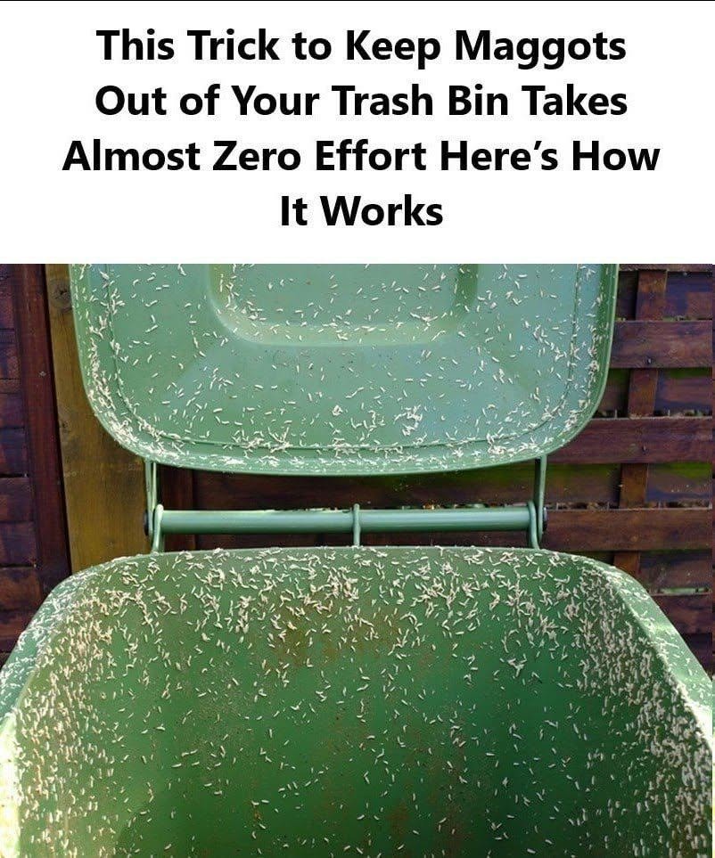 Maggots in Your Trash Bin? Here’s How to Stop Them Before They Take Over