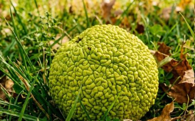 I Found a Weird Green “Brain” in the Yard… Turns Out It’s a Real Thing