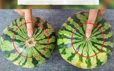 How to Choose a Sweet, Ripe Watermelon: Simple Signs to Look For
