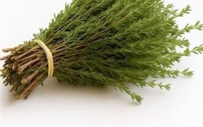 The Power of Oregano Oil: Nature’s Potent Antimicrobial for Parasites, UTIs, and Viruses