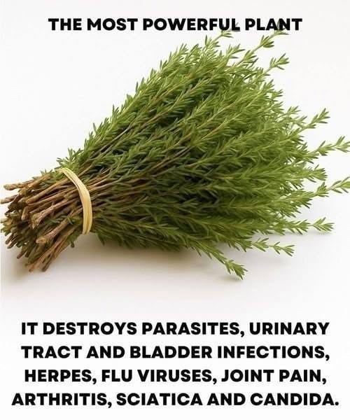 The Power of Oregano Oil: Nature’s Potent Antimicrobial for Parasites, UTIs, and Viruses