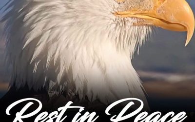 Beloved bald eagle Jackie dies at 14 after mysterious illness