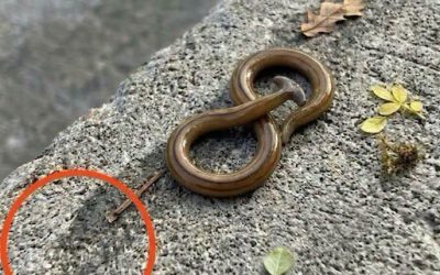 I Stepped Outside Early One Morning and Found Something I Couldn’t Explain at First