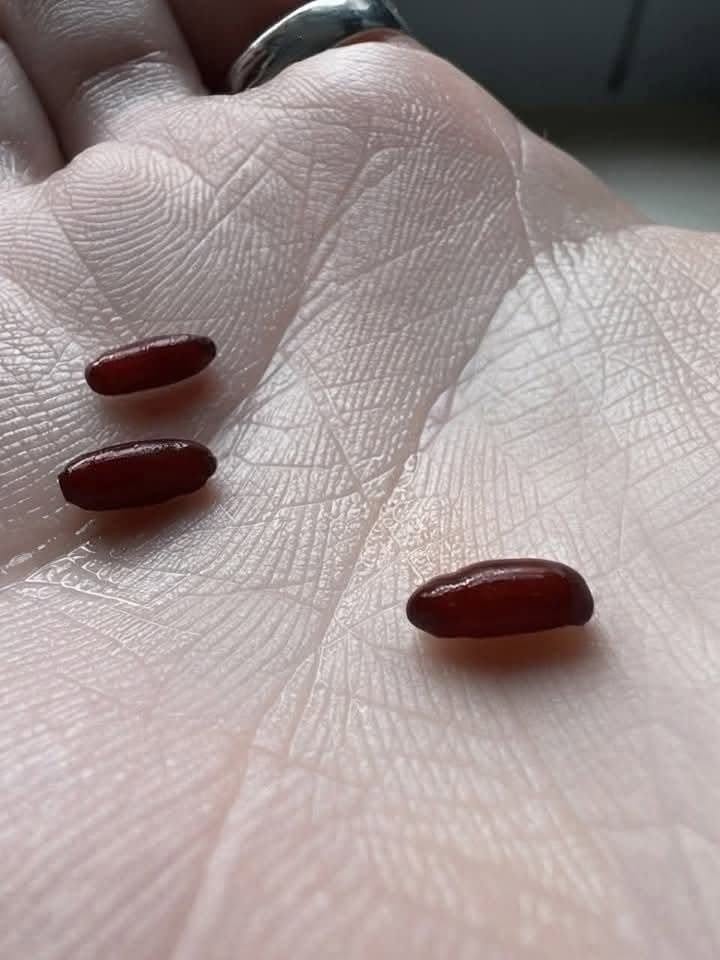 I just found this on my bed. It’s a little creepy. What is it?
