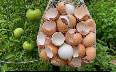 Hang Eggshells in Your Garden… Most People Don’t Know Why This Simple Trick Works!