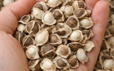 The Unbelievable Health Benefits of Moringa Seeds (Evidence Based)