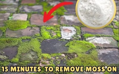 What to Do About That Moss Your Driveway and Terrace