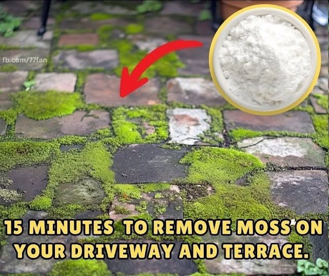 What to Do About That Moss Your Driveway and Terrace
