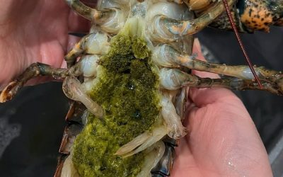The Mystery of Lobster’s Green Goodies (And Why It’s Actually a Delicacy)
