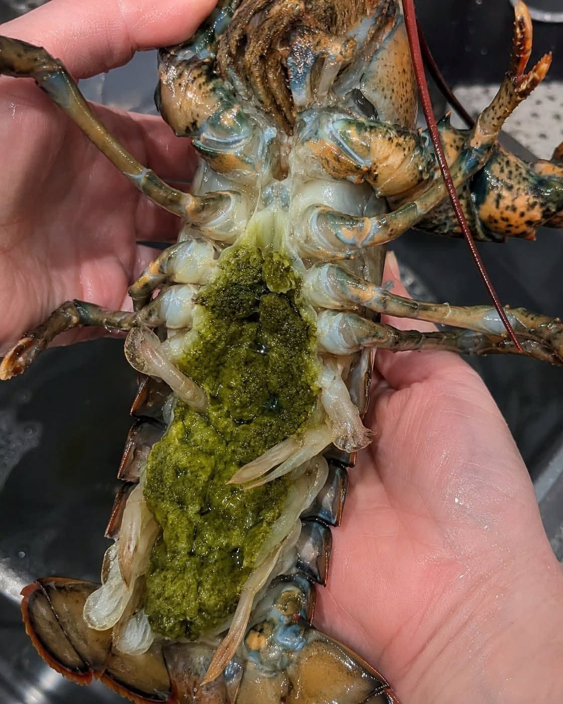 The Mystery of Lobster’s Green Goodies (And Why It’s Actually a Delicacy)
