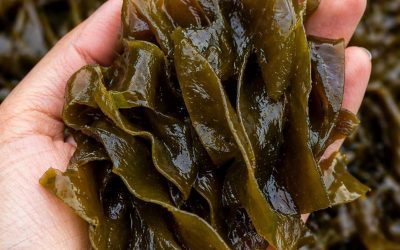 Proven Health Benefits of Sea Kelp: For Weight Loss, Thyroid, Heart Health and More