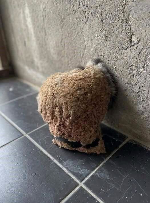 We Returned From Vacation and Discovered an Unexpected Surprise in Our Bathroom