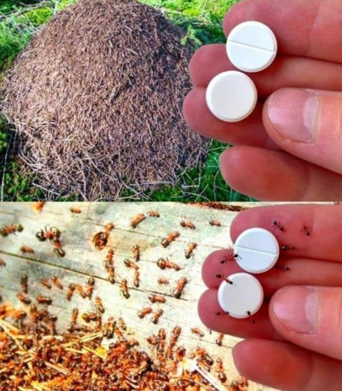 Natural methods to combat ants: How to get rid of these uninvited guests without chemicals