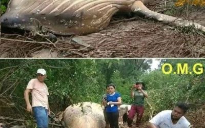 The whale was found far from…
