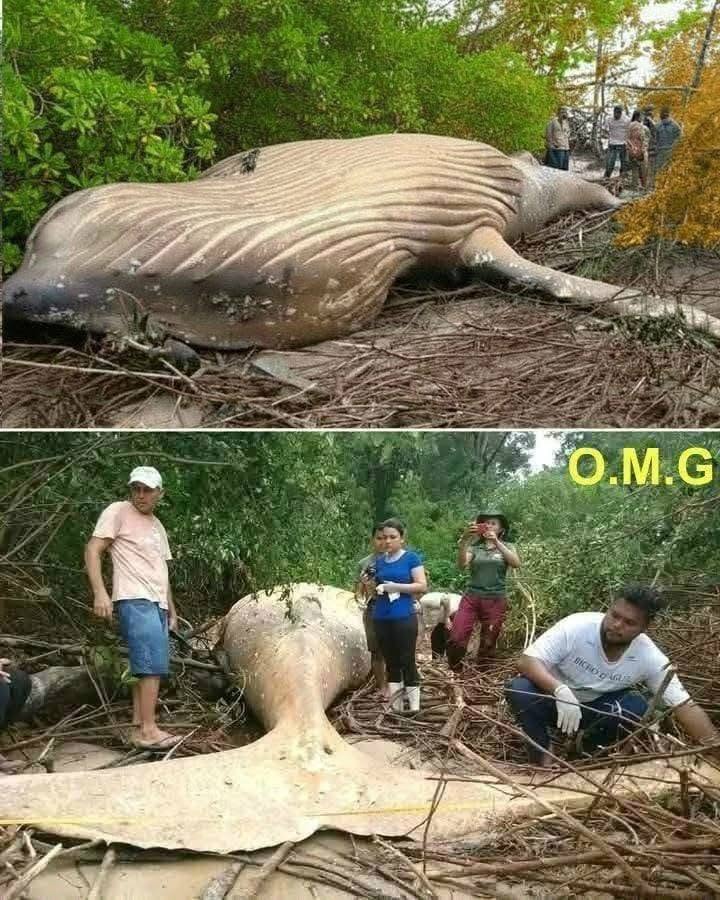 The whale was found far from…
