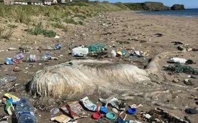 I Thought This Strange Creature on the Beach Was From Another World—Then I Learned the Terrifying Truth