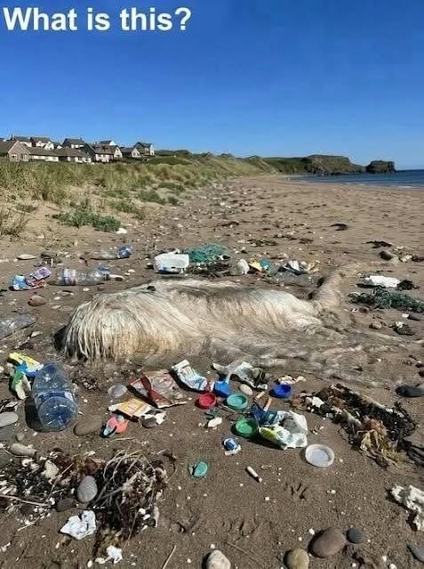 I Thought This Strange Creature on the Beach Was From Another World—Then I Learned the Terrifying Truth