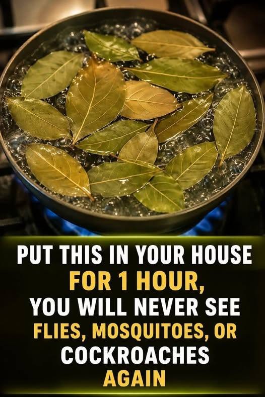 By boiling these leaves, you can get rid of flies, mosquitoes and cockroaches….See more👇