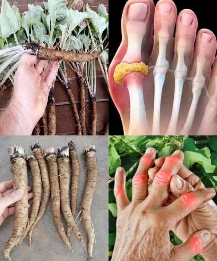 The Powerful Plant That May Support Cancer Treatment: A Closer Look at the Benefits of the Greater Burdock Root