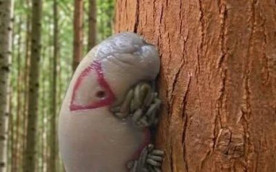 We Went Hiking With Friends and Found a Mysterious Object on a Tree