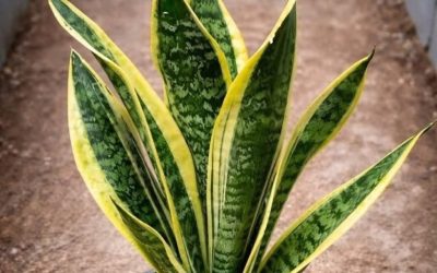 If you have this plant in your house, then you have… see more