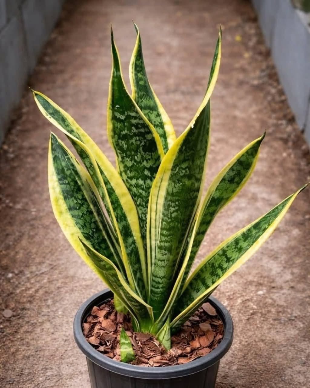 If you have this plant in your house, then you have… see more