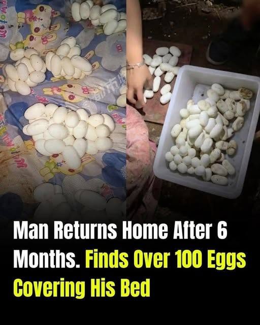 He Came Home After Six Months and Found More Than 100 Mysterious Eggs on His Bed