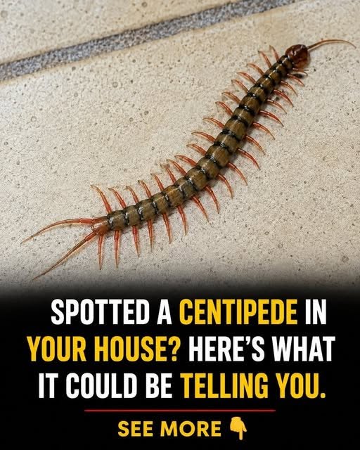If You Find a Centipede in Your Home, Here’s What It Could Mean