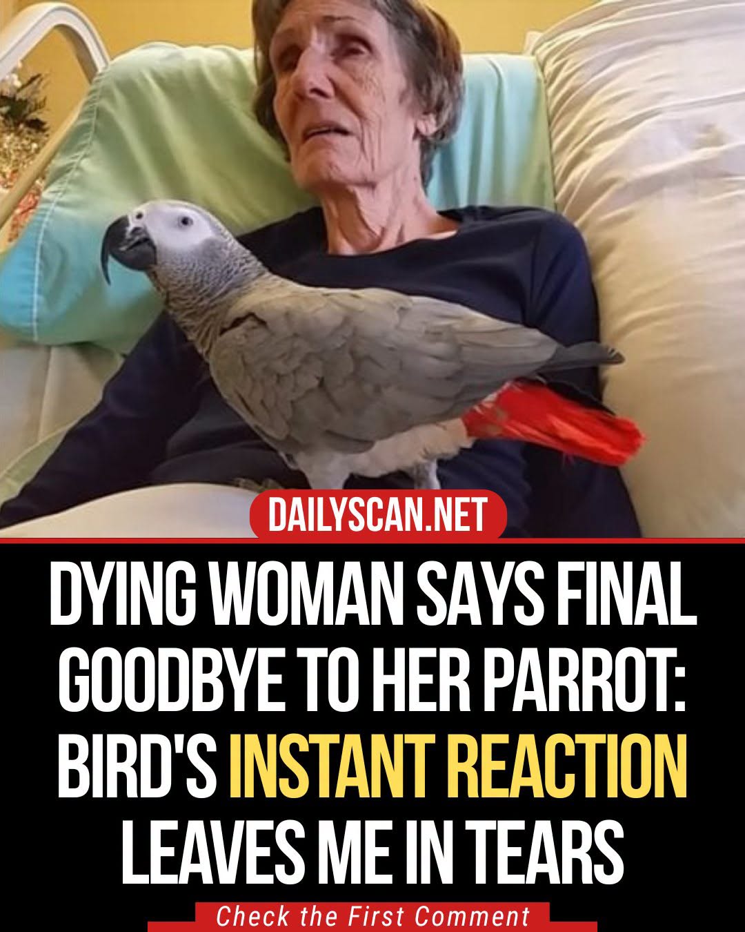 Dying woman says final goodbye to her parrot: The bird’s instant reaction leaves us in tears