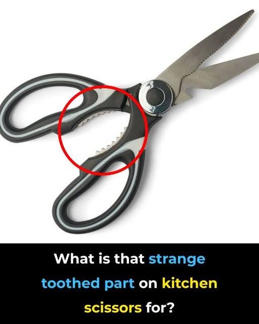 What’s That Strange Toothy Part on Kitchen Scissors For?