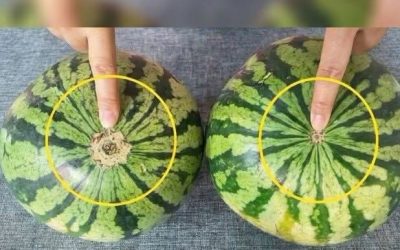 No More Bland Watermelons! A Gentle, Science-Backed Guide to Choosing the Sweetest One at the Market