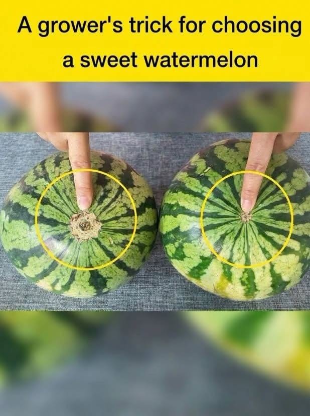 No More Bland Watermelons! A Gentle, Science-Backed Guide to Choosing the Sweetest One at the Market