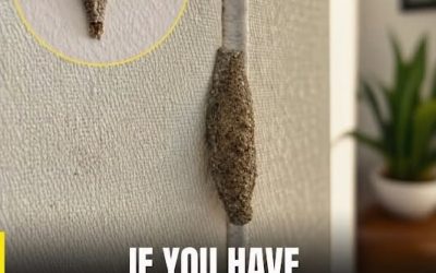 If these bugs appear on the walls of your home, the reason is…see more… ͏